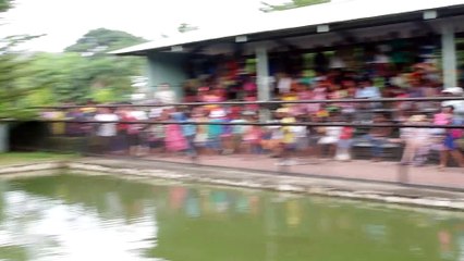 All About Crocodiles - The Crocodile Man of Port Moresby