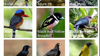 Asian Birds Sounds Android App