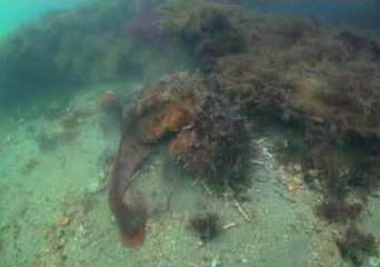 Camouflaged Octopus Patiently Waits for Dinner to Come to It