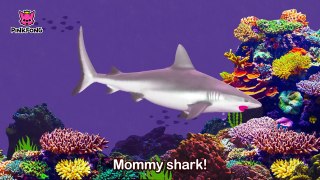 Im a Real Baby Shark ! | Animal Songs | PINKFONG Songs for Children