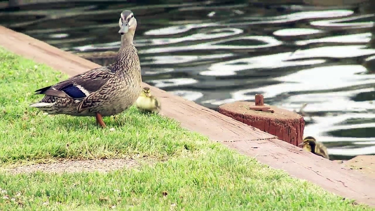 Ducklings First Time Swim In Creek