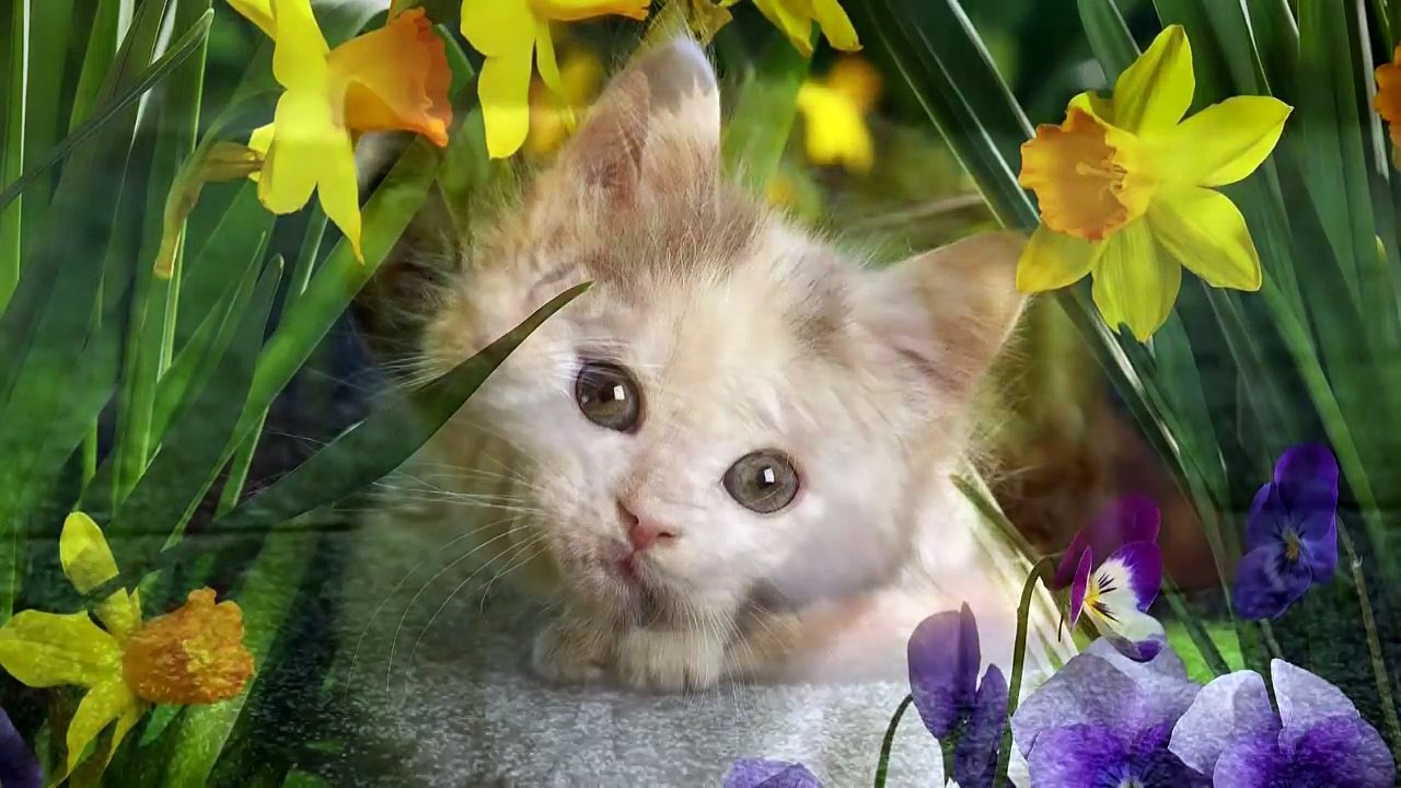 CATS ~ Meow, Growl, Hiss and Pur collection