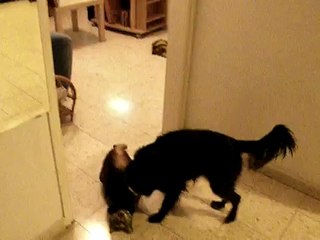 The cutest thing EVER!!! cat & dog playing