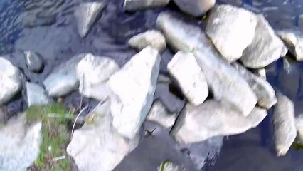 Phantom Drone crash into water at Eastern Sprints finish line and the fish like it.