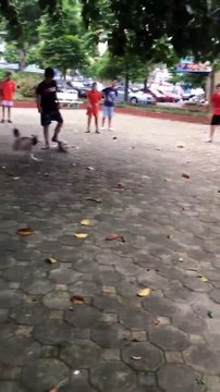 Dog is playing soccer with the kids on park