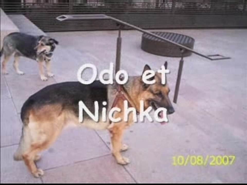 FORUM des CHIENS