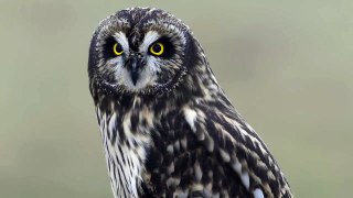 Short eared Owl Boundary Bay 29Decnew