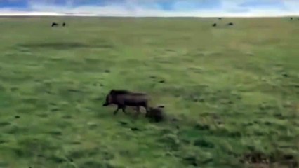 Mother Warthog Protecting Her Cild From Hyena, So Angry