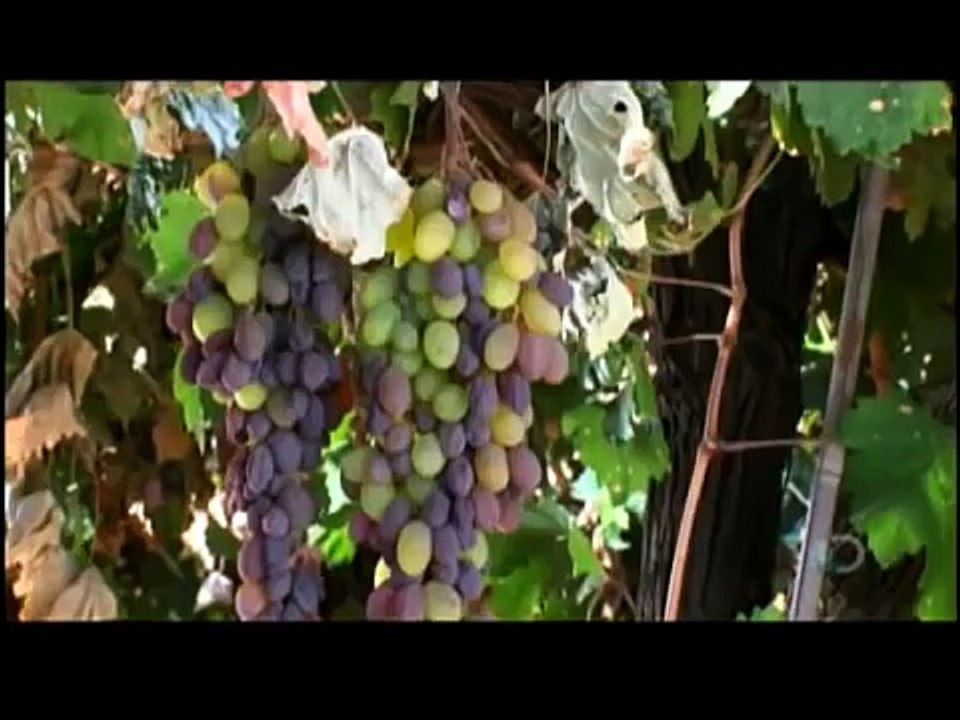 How Its Made Raisins Discovery Channel