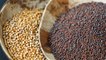 Mustard Seeds: Benefits of Chewing it Raw: सरसों के बीजों को चबाने के मिलते हैं इतने फायदे | Boldsky