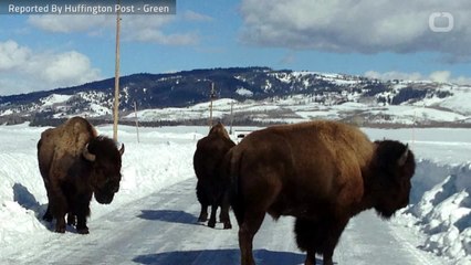 Man Arrested For Taunting Bison