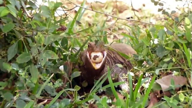 Amazing King Cobra Save Baby Crocodile From Dragon Komodo Hunting - Animals Save Other Animals