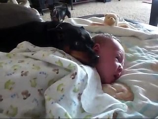 Dont wake the baby! Min Pin guards baby.