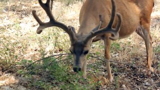 Deer Grazing in Forest (1920x1080, 24fps) Free Creative Commons YouTube Stock Footage