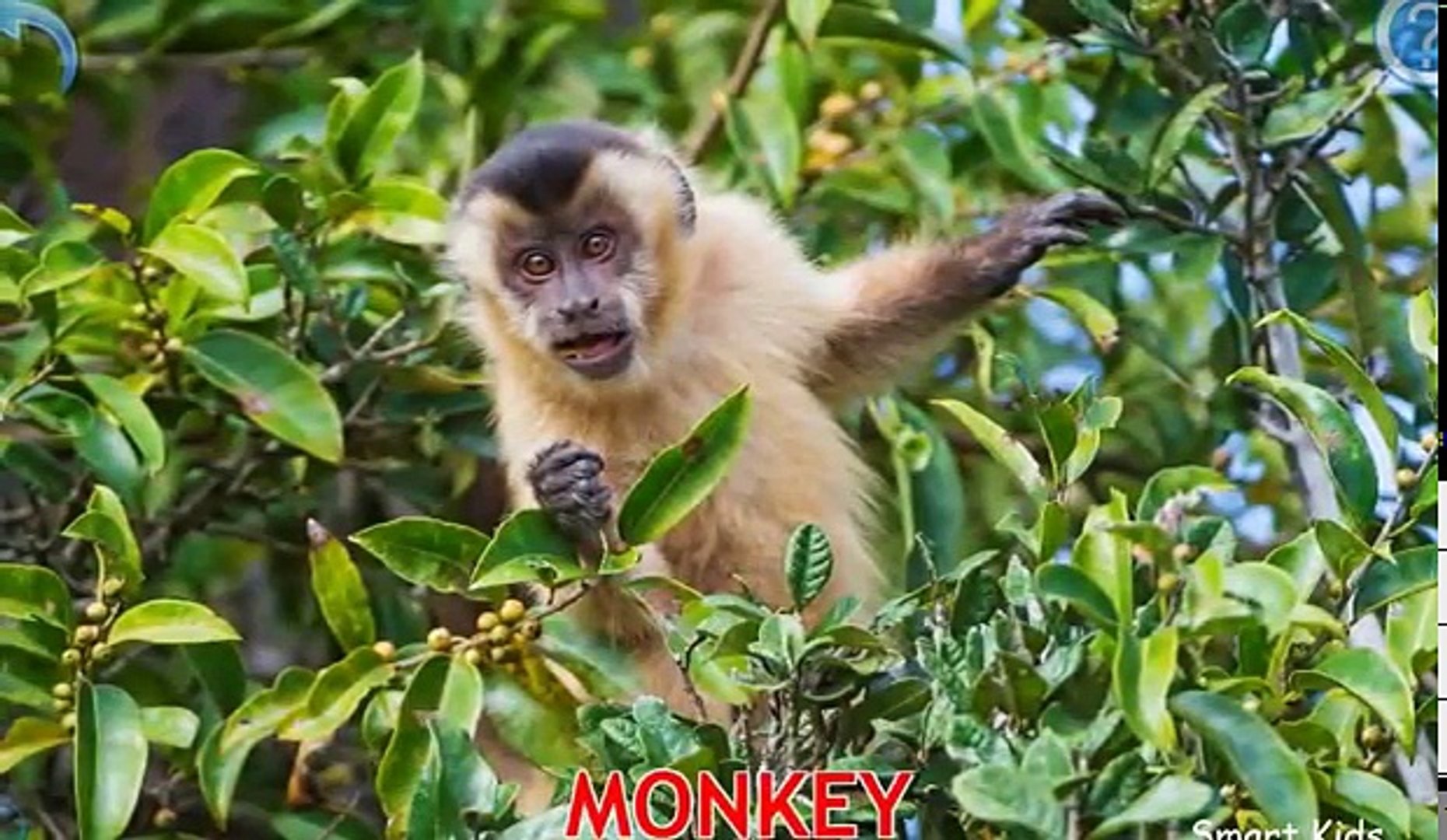 ⁣Animals for Kids | Animals of the World for Kids | Learn Animals | Animals in English