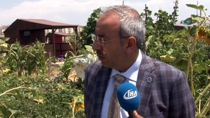 Van Gölü kıyısındaki hobi bahçesinde yılın ilk hasadı