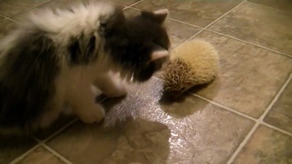 KITTEN MEETS HEDGEHOG