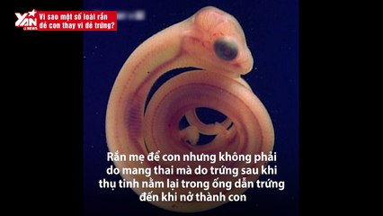 Vì sao rắn đẻ con thay vì đẻ trứng (video xem thêm)