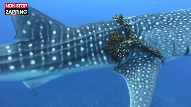 Des plongeurs sauvent un requin-baleine pris dans une corde (vidéo)