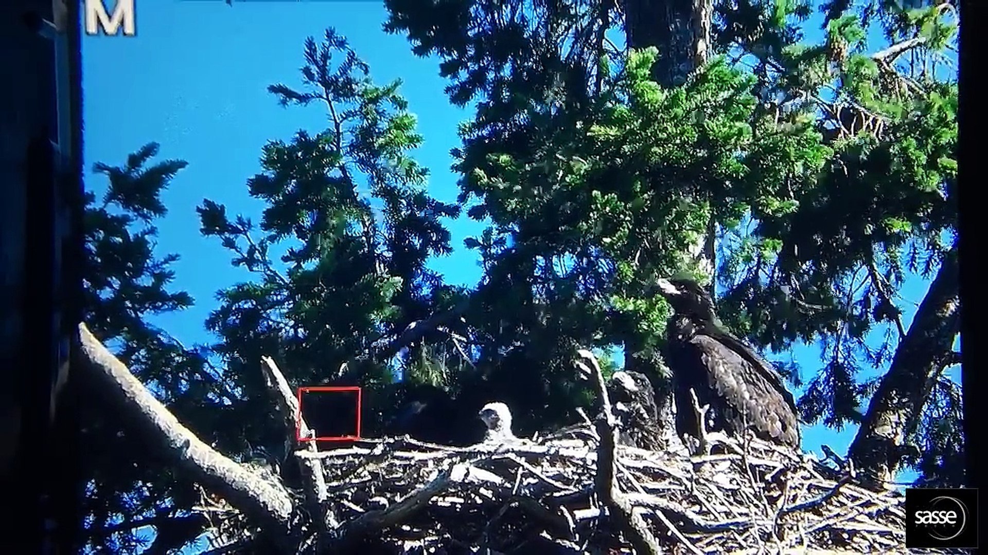 Bald eagle defies nature by adopting, not eating, baby hawk