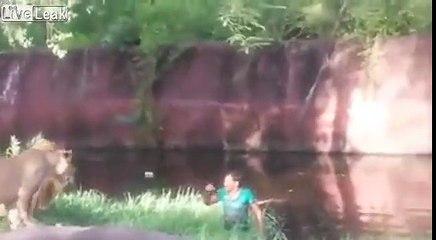 Lions dont want to eat an drunk man