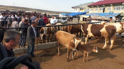 25 bin liralık simental dana alana biri hediye