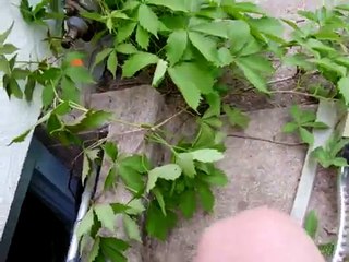 MAD Abandoned Baby Raccoons