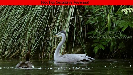 Heron eat ducklings in front of distraught and attacking mother ducks