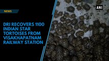 DRI recovers 1100 Indian Star Tortoises from Visakhapatnam railway station