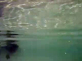 Duck feet underwater