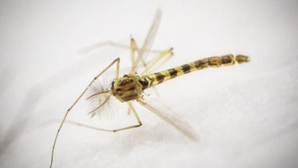 Comment faire fuir les moustiques ?