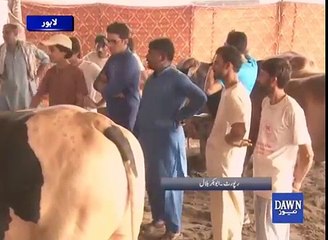 Lahore ki maveshi mandi mein ameriki bailon ki dhoom