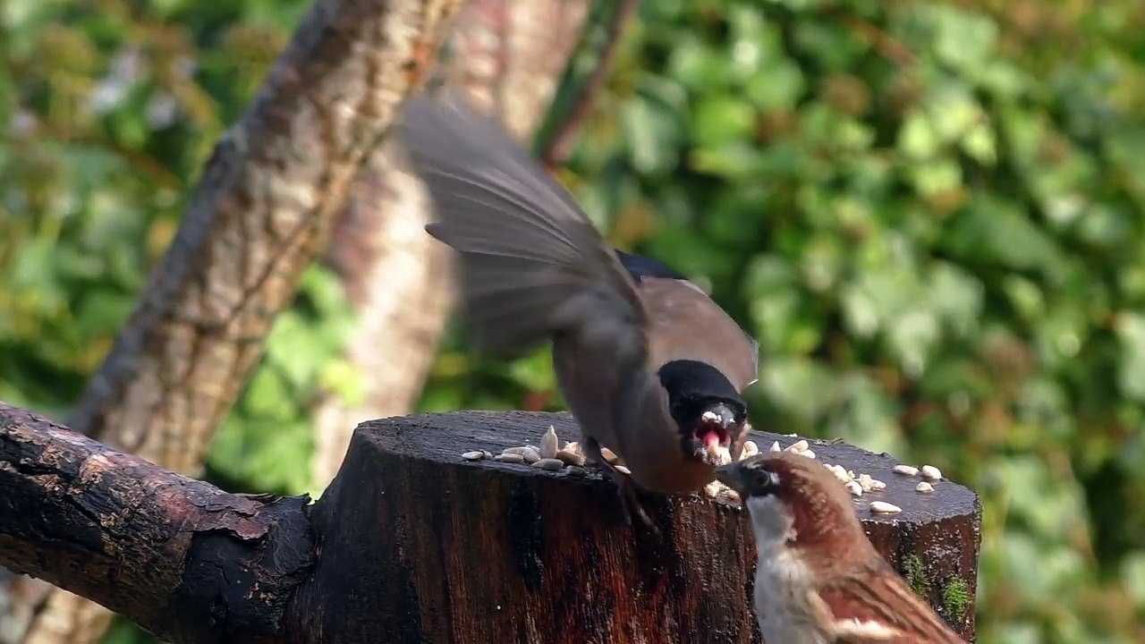 Relaxing TV for Dogs : Garden Birds in The Gentle Rain ✅