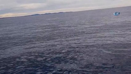 Kambur Balinanın Havada Muhteşem Şovu