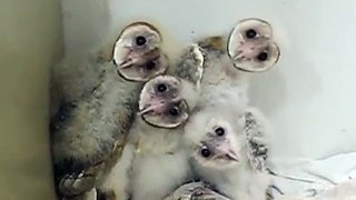 cutest baby barn owls