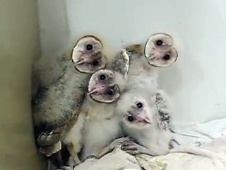 cutest baby barn owls