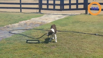 En pleine canicule, elle entend un bruit bizarre et explose de rire en voyant son chien !