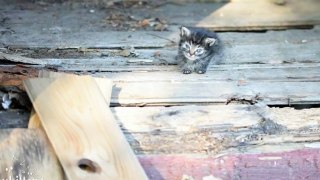 They Rescued The Tiniest 5 Week Old Kitten. 3 Days Later They Saw A Miracle…