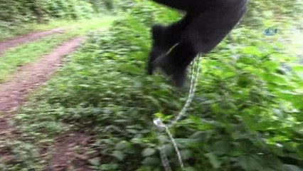 Türkiye'de 2017 yılında bal üretimi yüzde 8,2 oranında artarak 114 bin 471 tona yükseldi