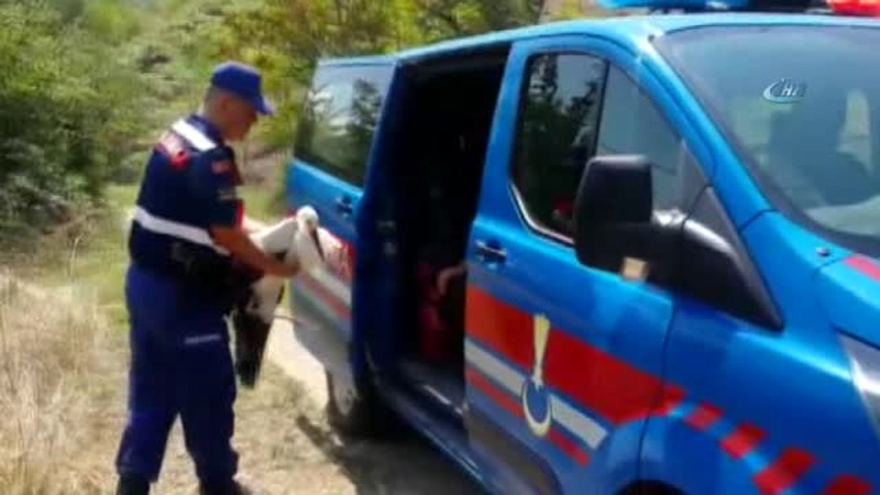 Kanadı Kırık Leyleği Hayata Tutundurmaya Çalıştılar