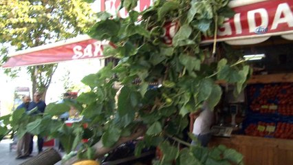 Kontrolden çıkan otomobil manav sergisine daldı