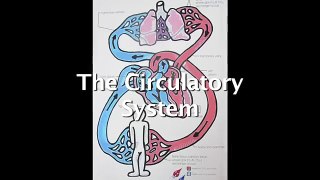 Circulatory System Song