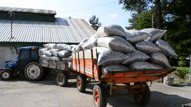 - Şuhut’ta haşhaş kapsülü hasadı devam ediyor