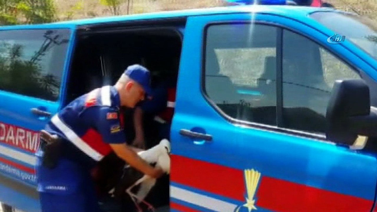 Kanadı kırık leyleği hayata tutundurmaya çalıştılar