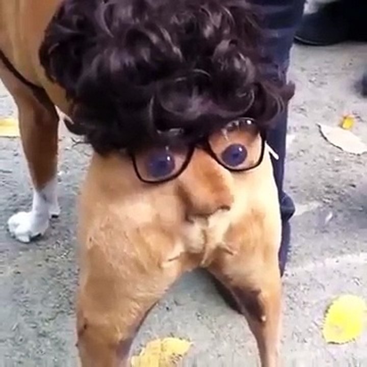 Чудо тверк от собаки