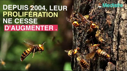 Invasion de frelons asiatiques : le Var  particulièrement touché
