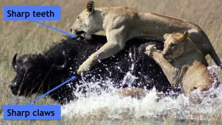 Adaptations of Predators and Prey | Biology for All | FuseSchool