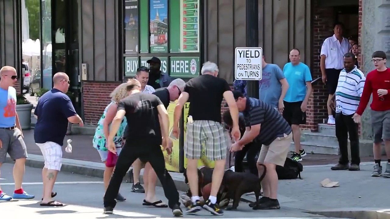 Boston Dog Fight   July 30th 2016