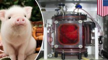 Scientists successfully transplant bioengineered pig lungs