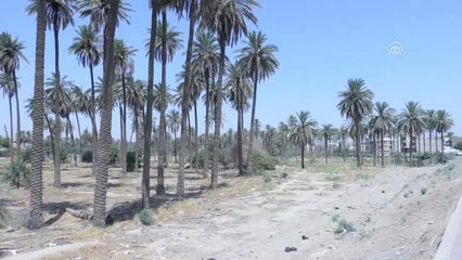 Kuraklık "İki Nehir Ülkesi" Irak'ta Tarımı Bitirmek Üzere